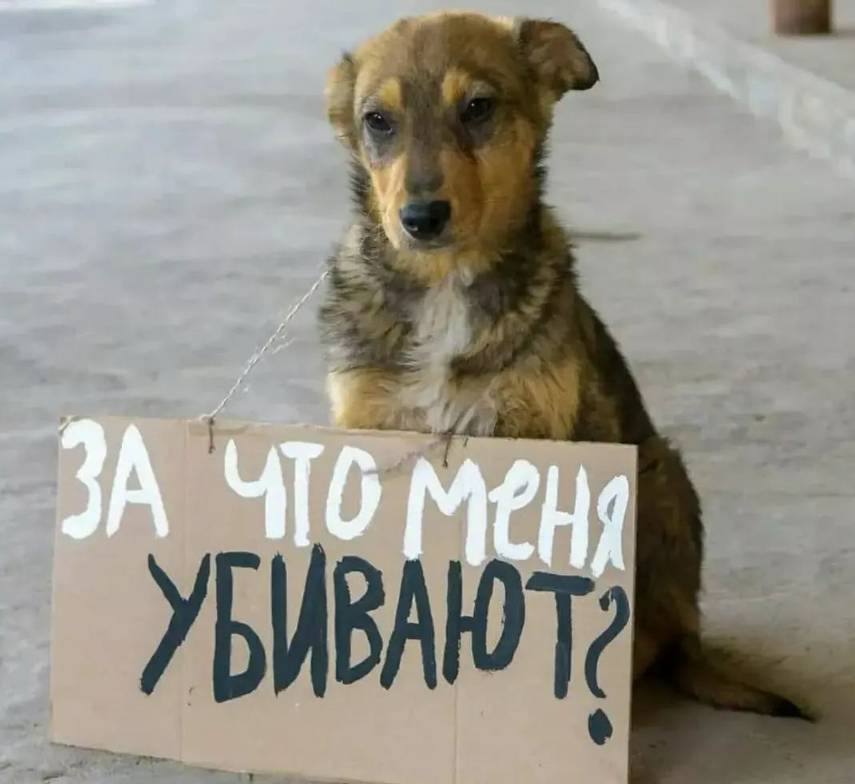 «Мы не хотим, чтобы Казахстан тонул в крови невинных животных», — жители Житикары записали видеообращение