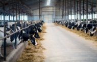 «Олжа Агро» остановила строительство двух молочно-товарных ферм