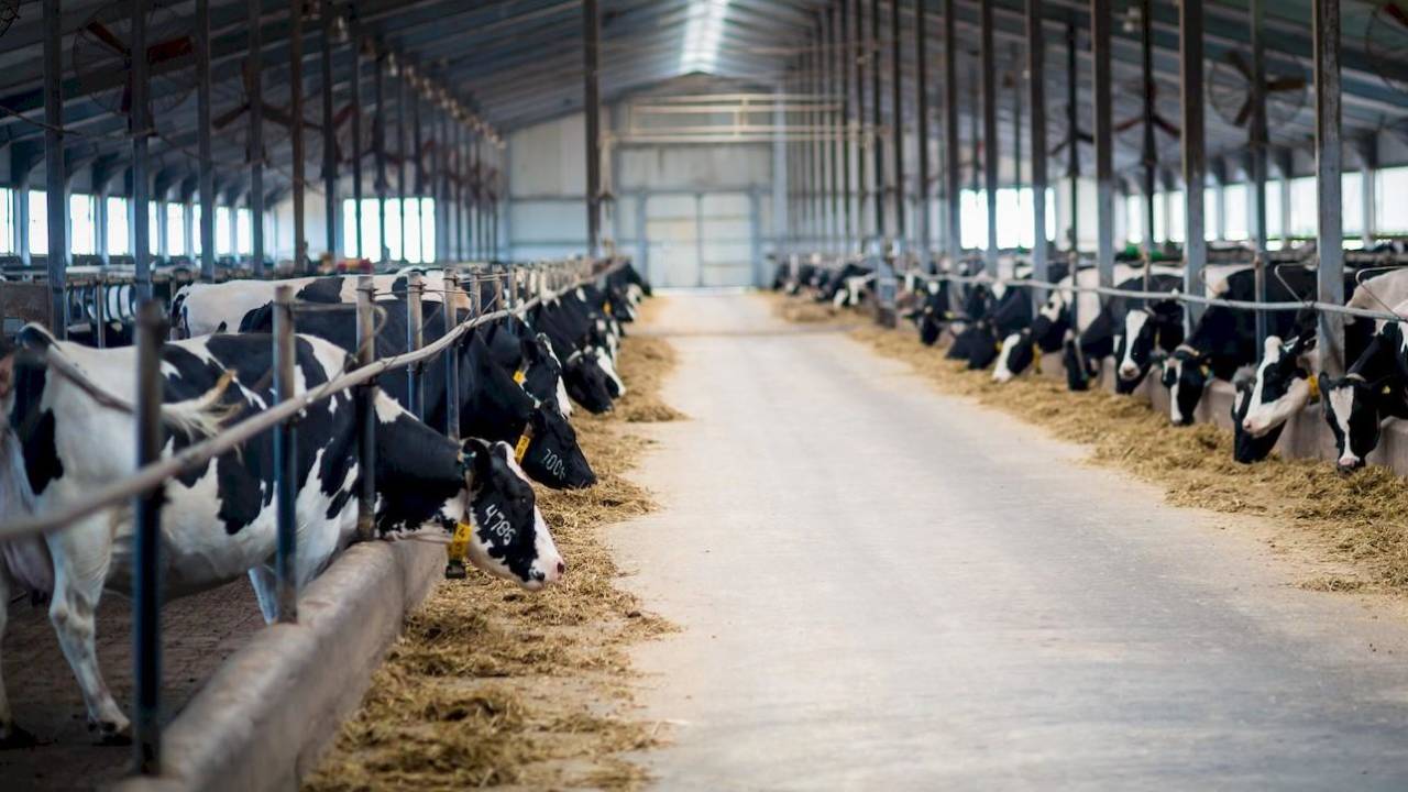 «Олжа Агро» остановила строительство двух молочно-товарных ферм