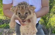 В Караганде начался суд над работниками зоопарка, которые пытались продать маленьких львят за 6 млн тенге