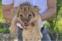 В Караганде начался суд над работниками зоопарка, которые пытались продать маленьких львят за 6 млн тенге