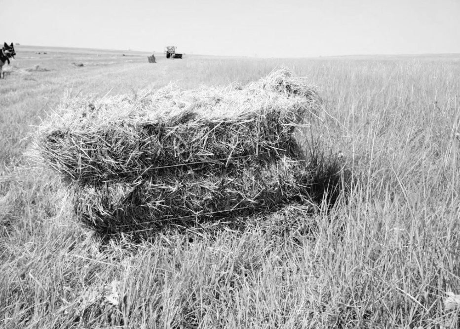 В Костанайской области на мужчину упал тюк сена. Он погиб.