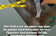 В Костанае продолжаются отравления уличных собак. Под угрозой и домашние питомцы