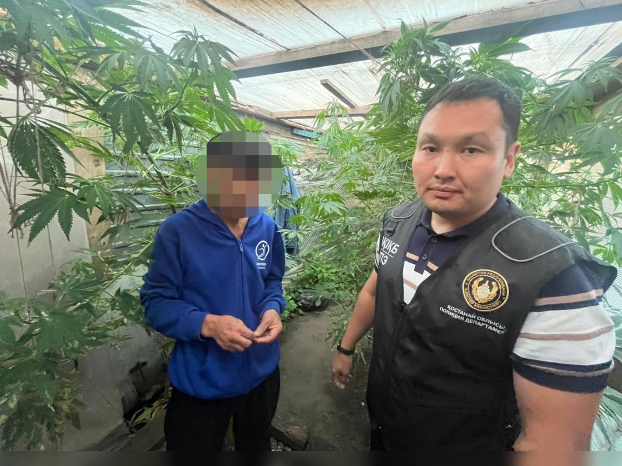 Сельчанин из Костанайской области выращивал в огороде марихуану