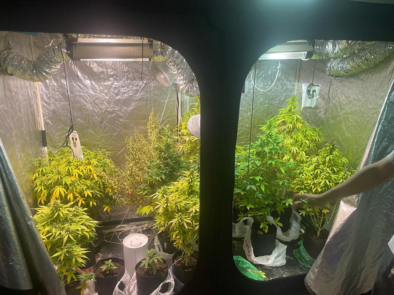 Фитолаборатория в подвале: в Костанае пресечена незаконная культивация каннабиса