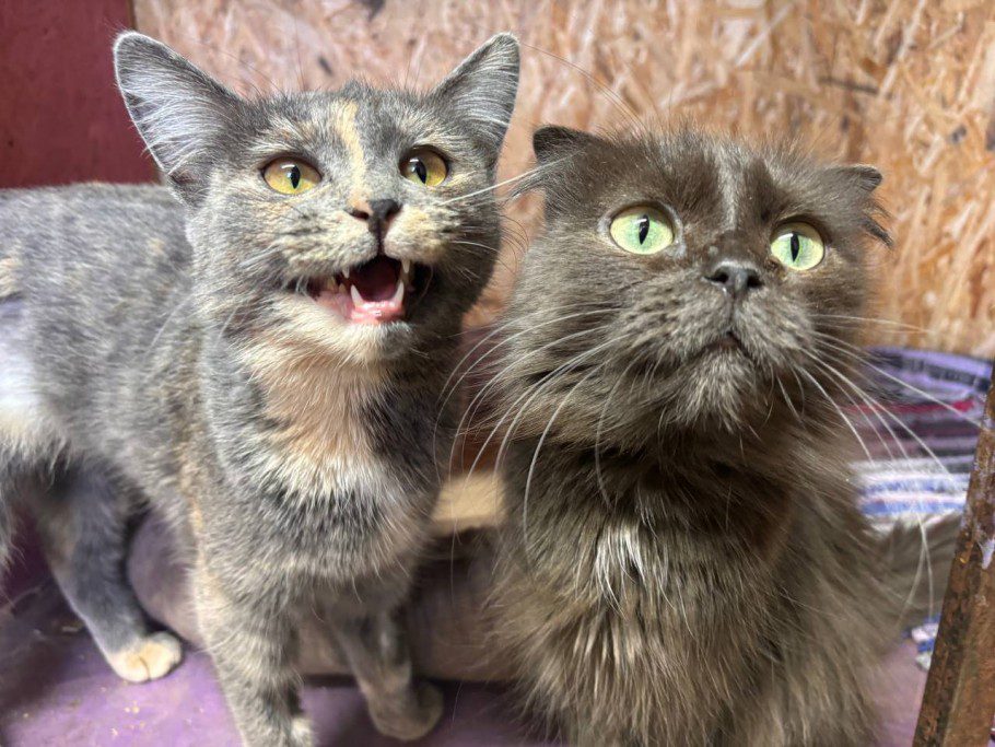 Депутаты в Казахстане хотят вернуть эвтаназию бездомных животных. Зоозащитники выступают против