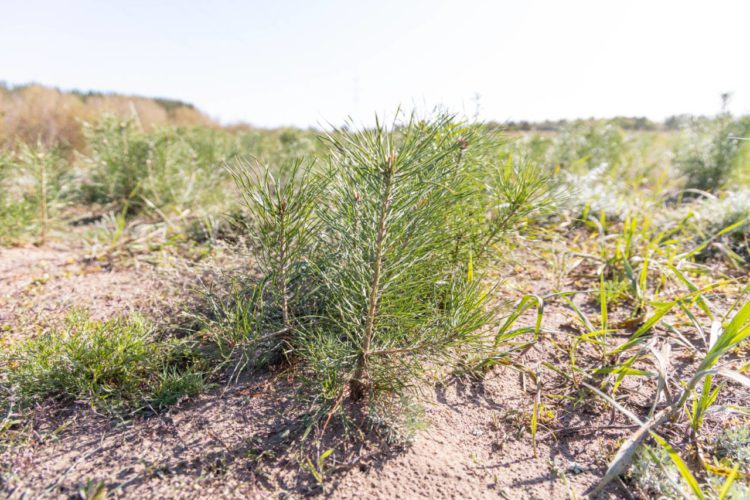 Порно видео турнир бөлігі