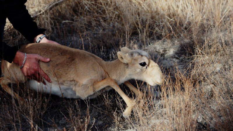 «Аңшылыққа шектеу қоюдан консерві құтысына дейін»: Қазақстанда ақбөкен саны қалай реттеліп жатыр