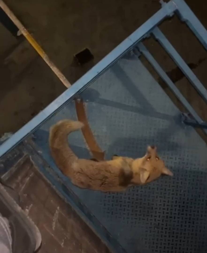 Одна жительница Житикары пострадала при контакте с диким животным