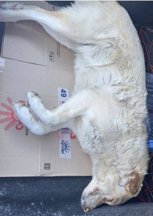 Стерилизованную собаку, прошедшую программу ОСВВ, отравили в Костанае