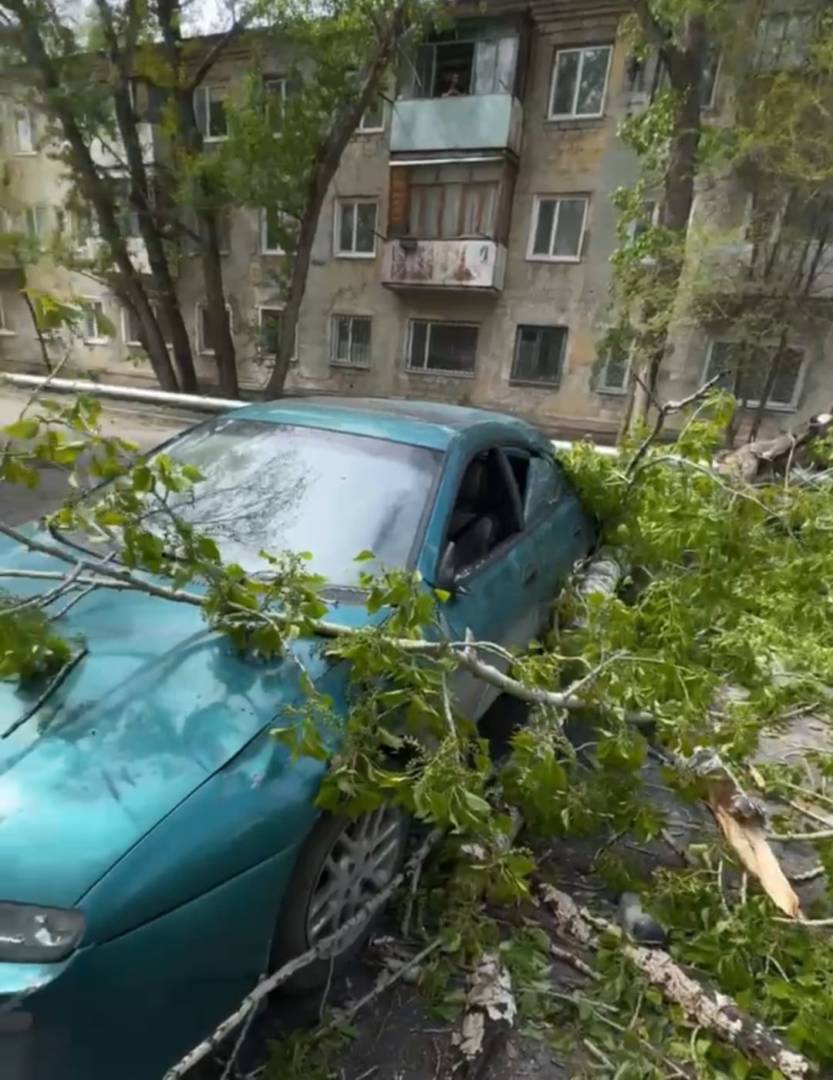 Суд признал ошибку: в Костанае акимат всё-таки ответит за упавшее дерево