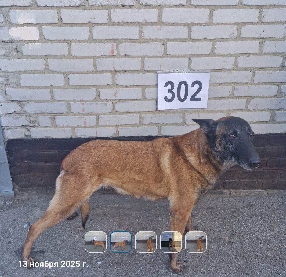 Служебные собаки из Костанайской области получили шанс на счастливую старость