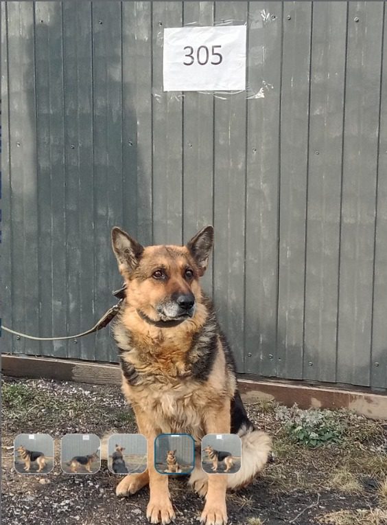 Казахстанцы могут выкупить «списанных» с пограничной службы собак в Костанайской области  