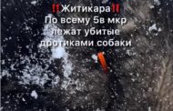 В Житикаре убили бездомных собак. Каков шанс, что полиция найдет виновных?