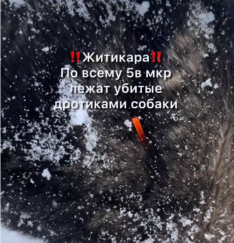 В Житикаре убили бездомных собак. Каков шанс, что полиция найдет виновных?