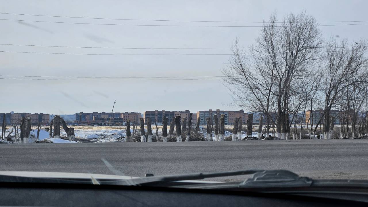 Что случилось с деревьями вдоль Аулиекольской трассы в Тобыле?