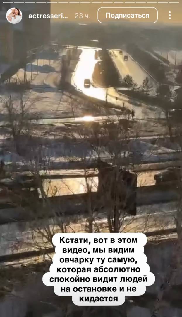 В полиции Костаная прокомментировали инцидент с раненной ножом овчаркой