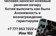 История с раненой ножом собакой вызвала конфликт между волонтёрами в Костанае