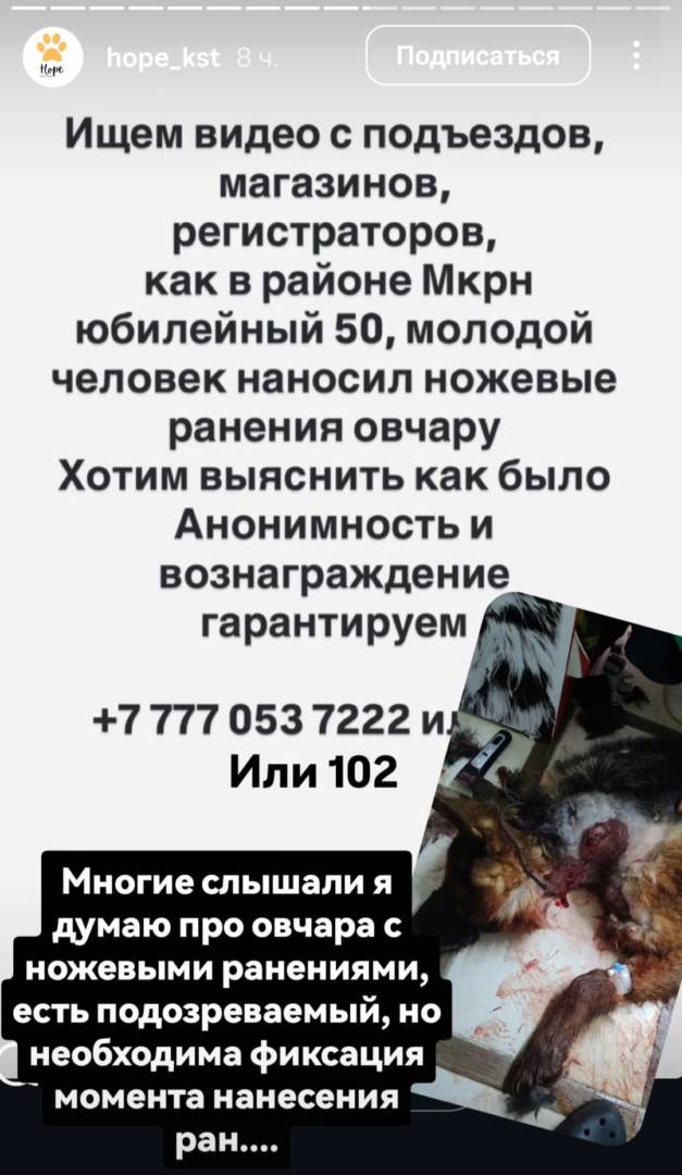 История с раненой ножом собакой вызвала конфликт между волонтёрами в Костанае