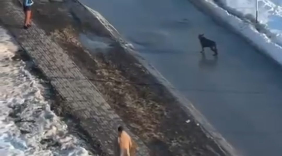 Защищался или проявил жестокость? — почему в Костанае мужчина ранил овчарку ножом