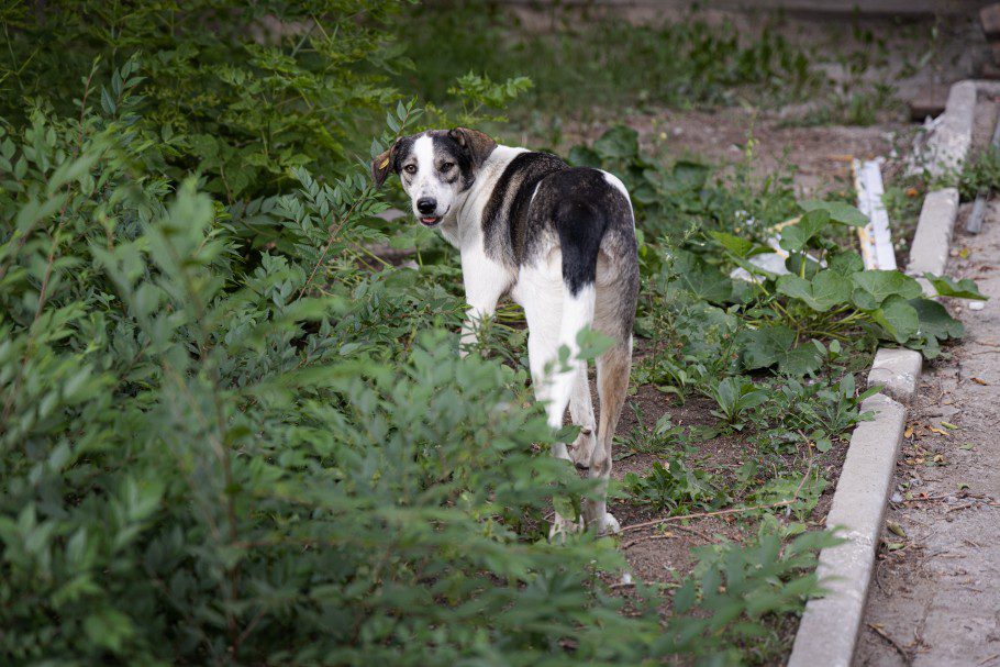 Насильников и педофилов готовы кормить за счет государства, а собак хотят убивать? — общественность выступает против эвтаназии бездомных животных