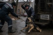 В Наурзумском районе отлов и ликвидацию бездомных животных будет осуществлять компания, занимающаяся ресторанным бизнесом